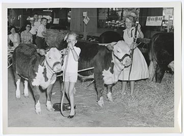Girls Showing Calves at 4-H County Fair Photograph