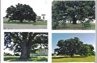 Charbonneau Oak (013-066-546)