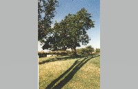 Hanging Tree at Westover Hills Country Club golf course (093-007-126)