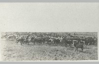 SMS Ranch photo album (007-058-050)