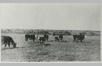 SMS Ranch photo album (007-058-050)