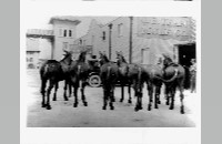 Stockyards Mule Alley, C.B. Team Mule Company (018-055-527)