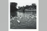 Duck Pond at Rose Hill Cemetery (019-040-065)