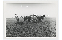 Peterson Family Cemetery, Plowing Field (001)