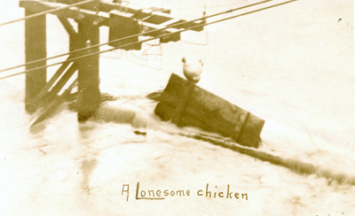 A Lonesome Chicken