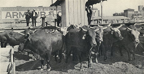 Cattalos, Palled Angus Half Breeds from Buffalo Cows