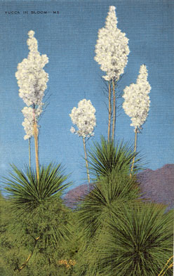 Yucca Post Card