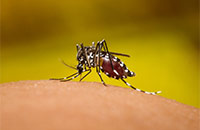 Mosquito on skin