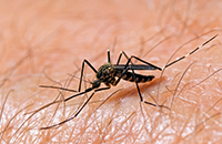 West Nile Mosquito