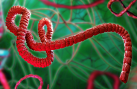 Ebola Virus