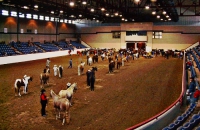 Horse O' Rama event in Fort Worth