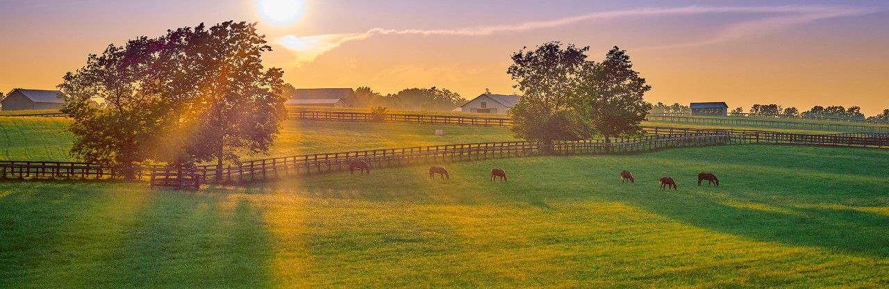 homepage-landscape-w-horse