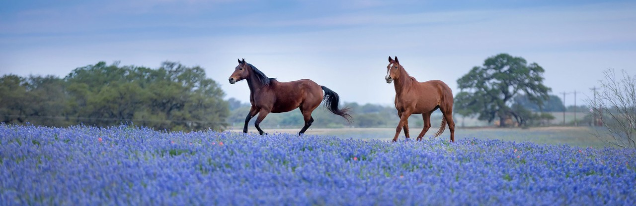 Texas Bluebonnet