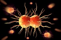 gonorrhea bacteria