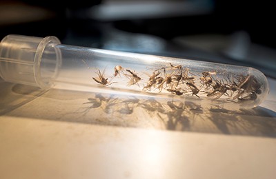 sample mosquitoes in test tube