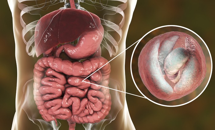 visual of where cryptosporidium takes up residence in a body