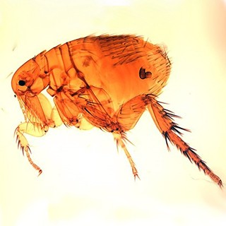 Oriental rat flea -320x320
