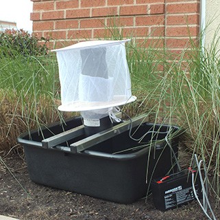 gravid trap deployed near building